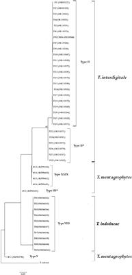 Phylogeny, Antifungal Susceptibility, and Point Mutations of SQLE Gene in Major Pathogenic Dermatophytes Isolated From Clinical Dermatophytosis